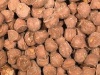 Chewing Nuts