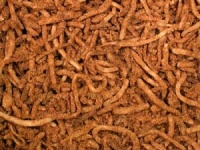 Sweet Tobacco (aka Spanish Gold)